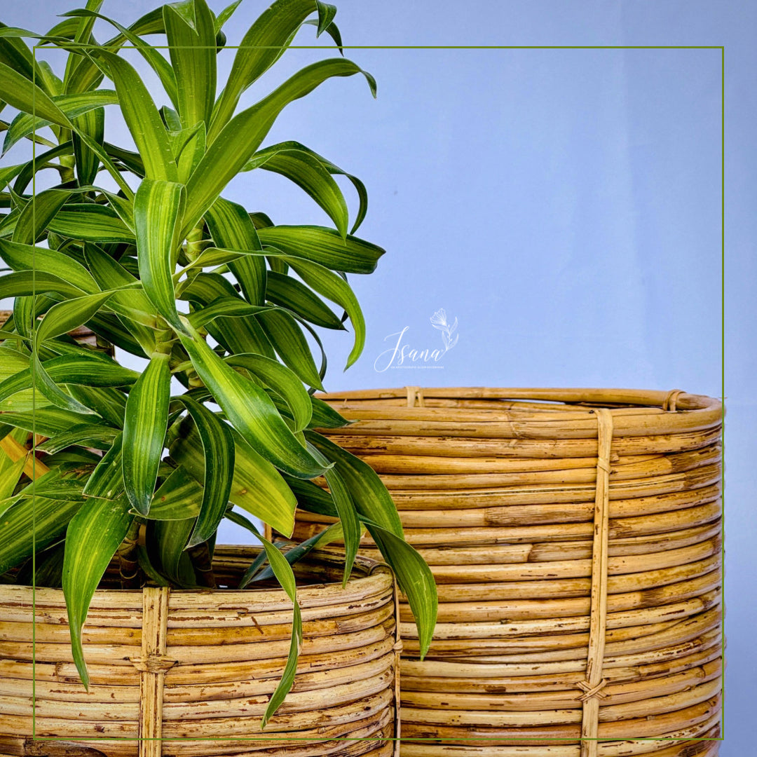 ISANA Aavrit Handwoven Coiled Rattan Planter