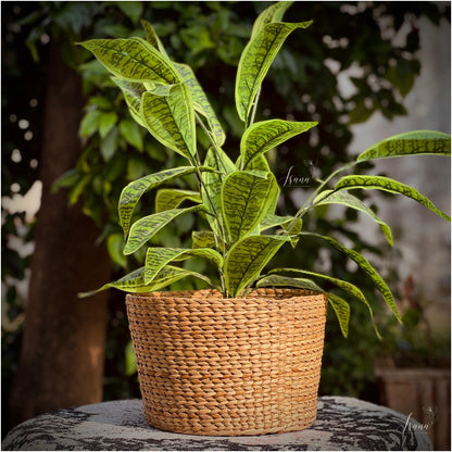 Sanlei Kauna Grass Planter