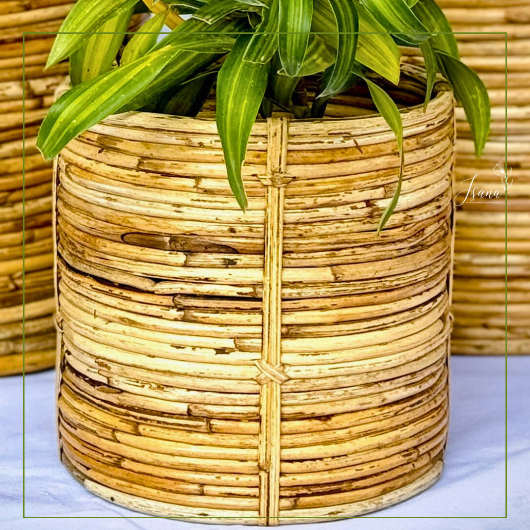 Coiled Cane Planters - Set of 3