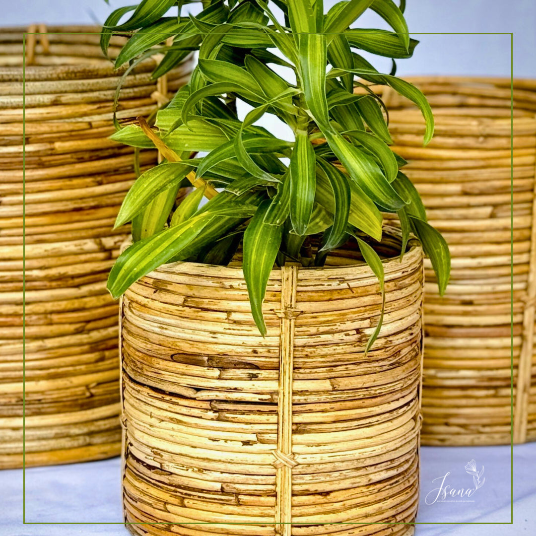 Coiled Cane Planters - Set of 3