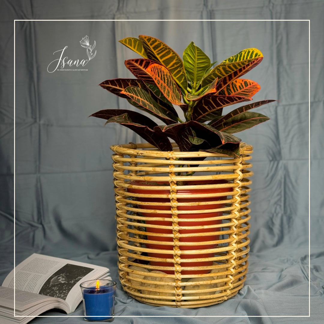 Cane Planter with Stand