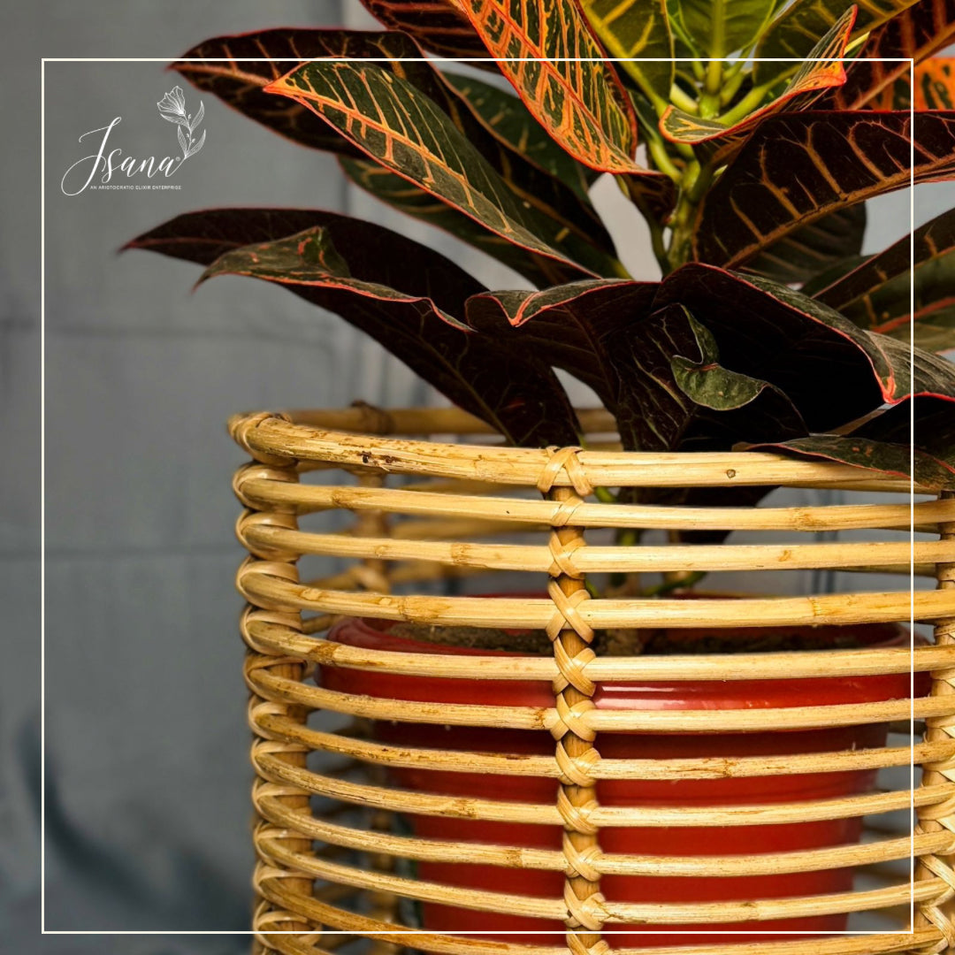 Cane Planter with Stand