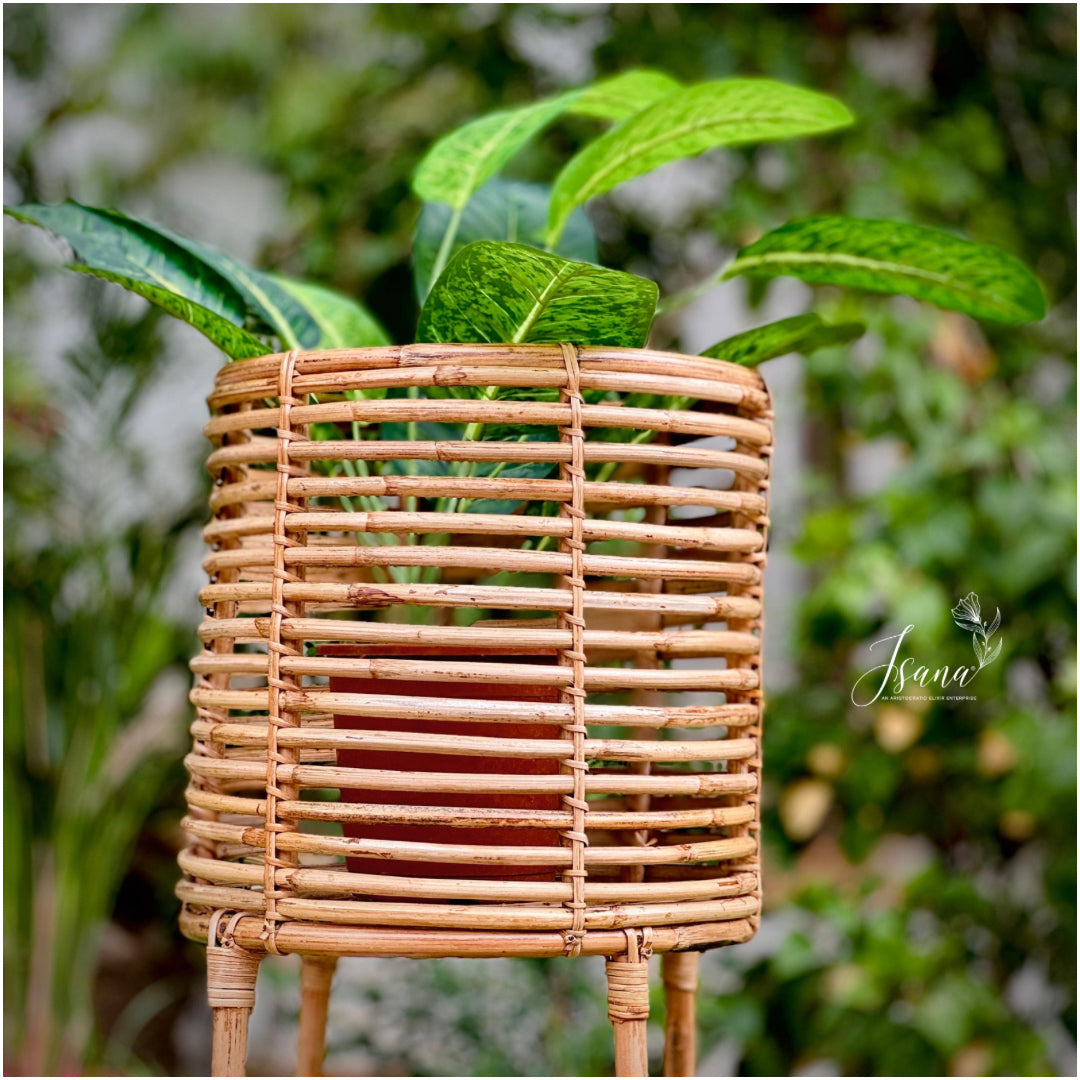 Cane Planter with Stand