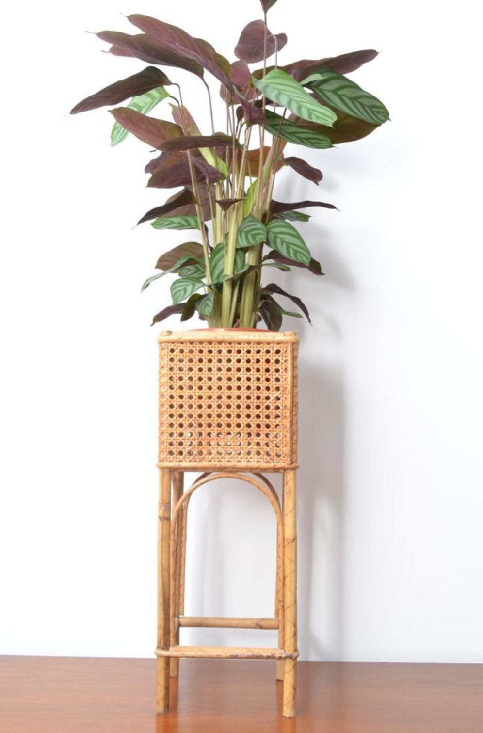 Cane Planter with Stand